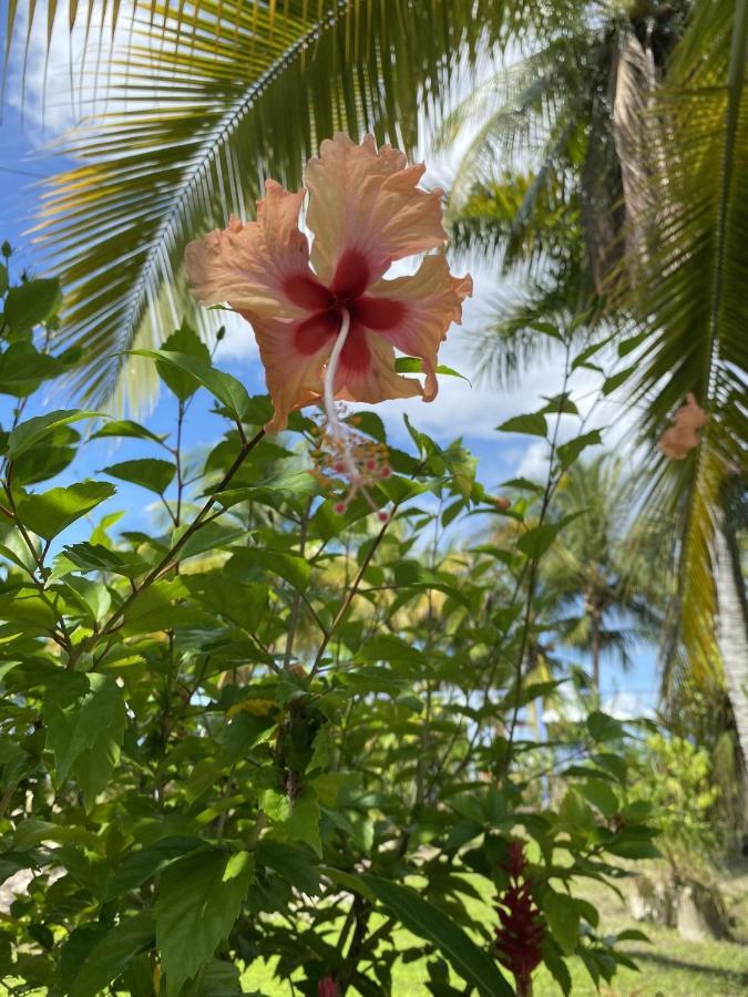 Jungle Bluff Beach Paradise - Jungle House&Clamping Bocas del Toro Exterior foto